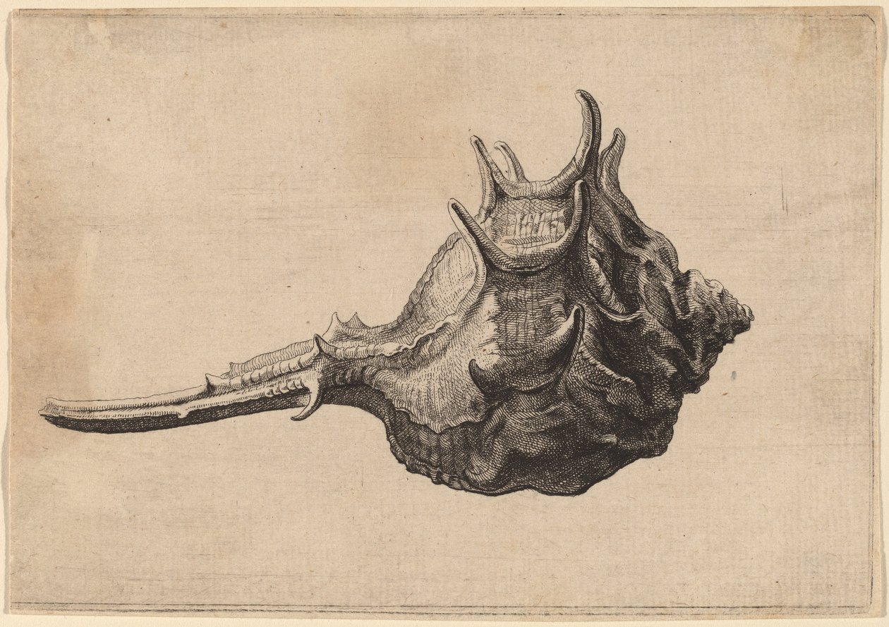 Shell (Murex brandaris) af Wenceslaus Hollar