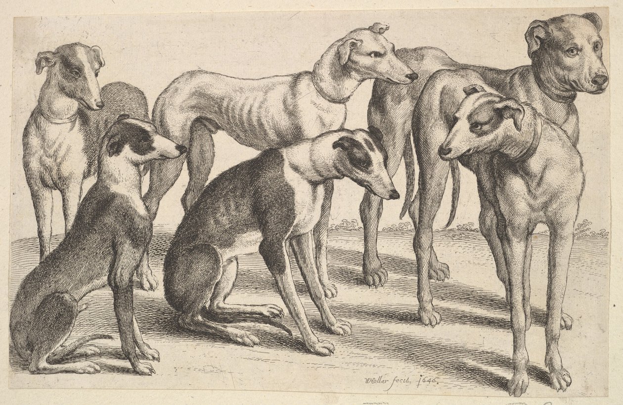 Seks hunde, 1646. af Wenceslaus Hollar