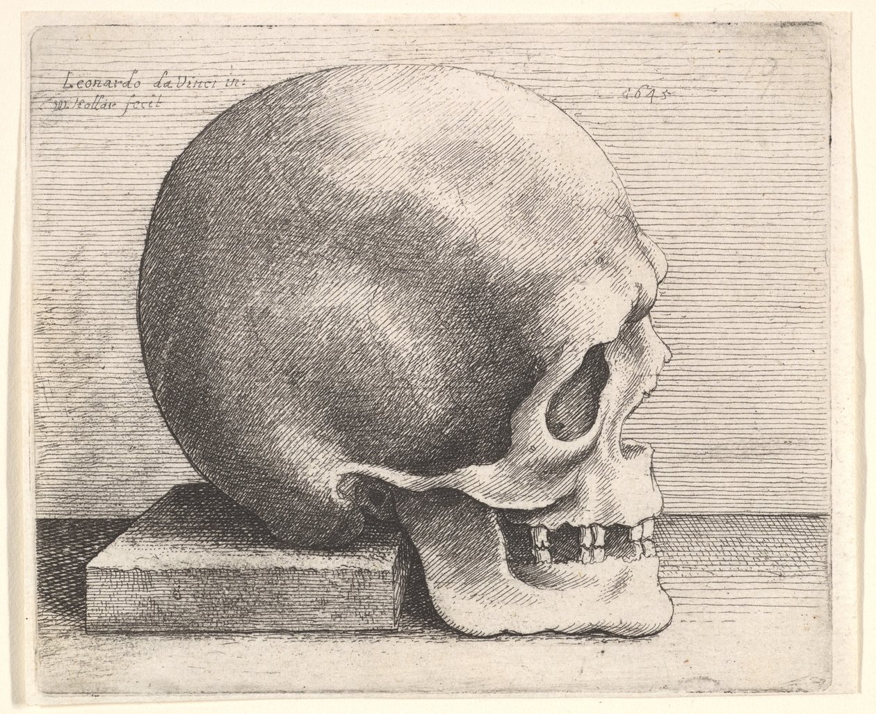 Skalle i profil til højre, 1645. af Wenceslaus Hollar