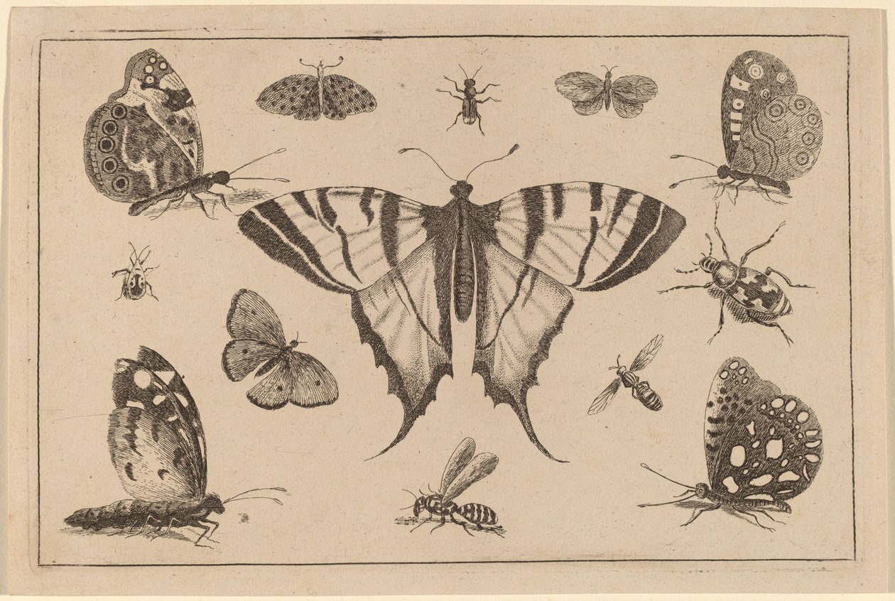 Svalehalesommerfugl og tolv andre insekter af Wenceslaus Hollar