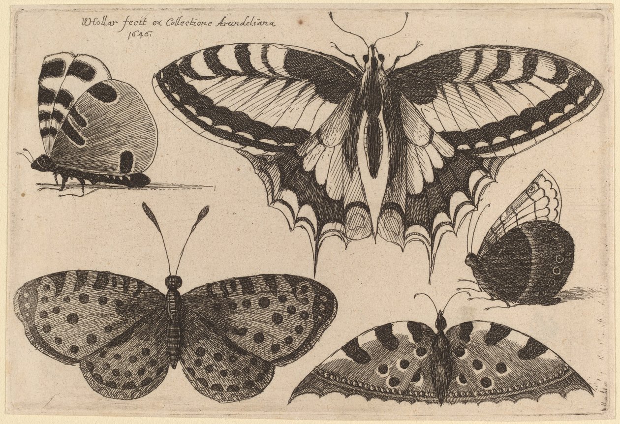 Tre sommerfugle og to møl af Wenceslaus Hollar