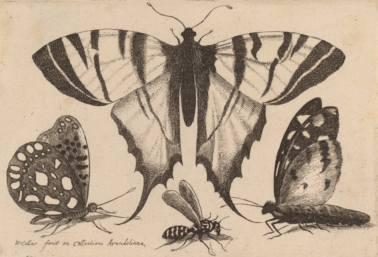 Tre sommerfugle og en hveps, 1646. af Wenceslaus Hollar