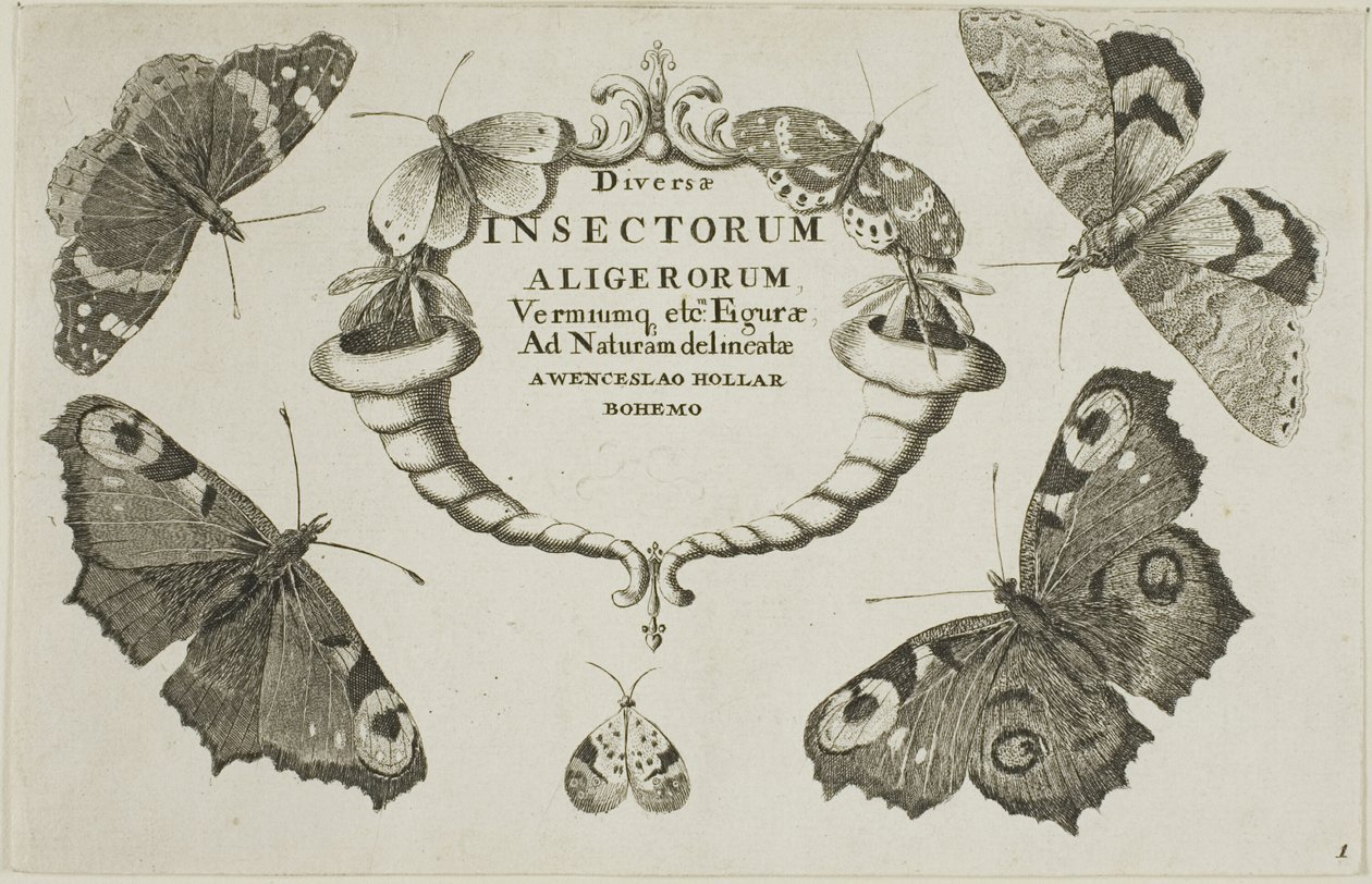 Titelblad fra Diverse Insekter af Wenceslaus Hollar