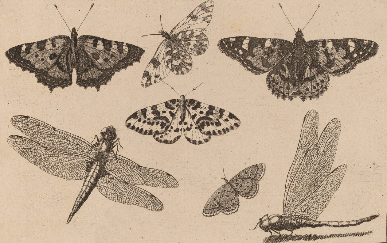 To guldsmede og fem sommerfugle. af Wenceslaus Hollar