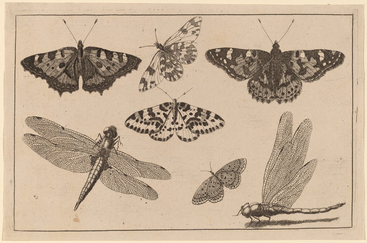 To guldsmede og fem sommerfugle af Wenceslaus Hollar