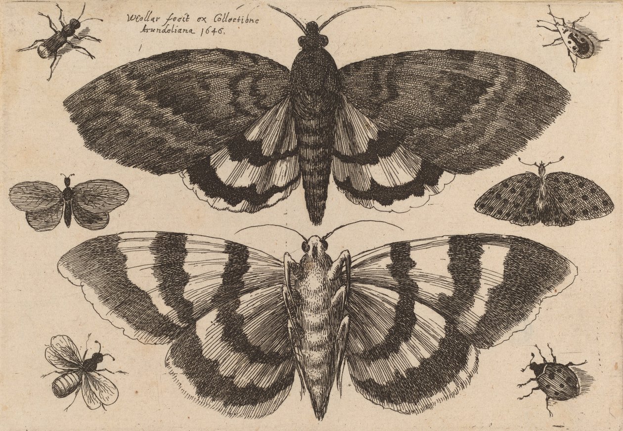 To møl og seks insekter, 1646. af Wenceslaus Hollar