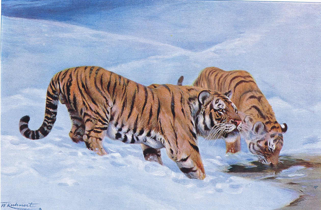 Manchurian Tiger, fra Wildlife of the World udgivet af Frederick Warne & Co, ca. 1900 af Wilhelm Kuhnert