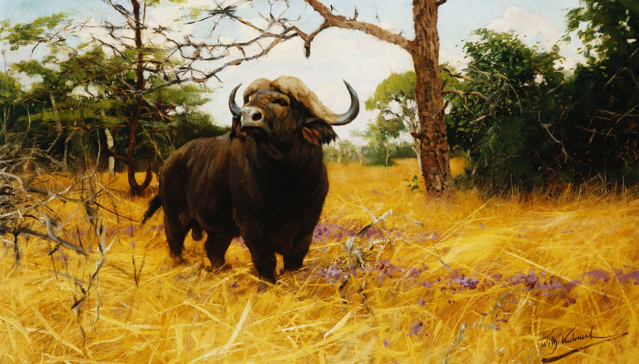 En Kaffir Buffalo i Prairie Grass, af Wilhelm Kuhnert