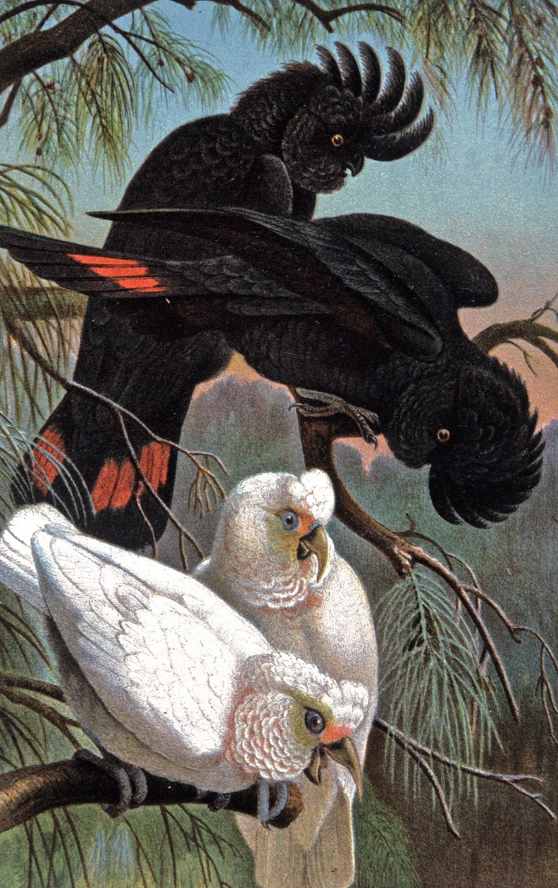 Banksin kakadu, n. 1910 (kuva) af Wilhelm Kuhnert