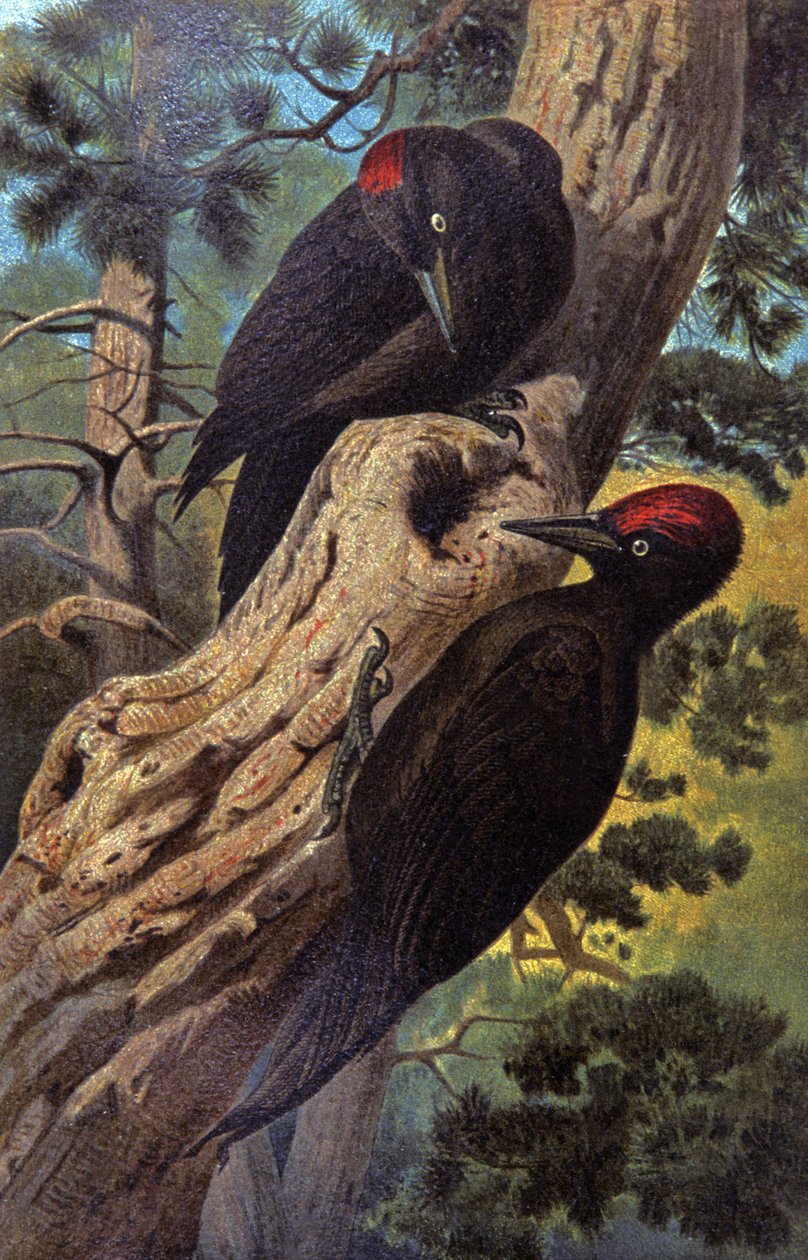 Sort spætte, ca. 1910 (illustration) af Wilhelm Kuhnert