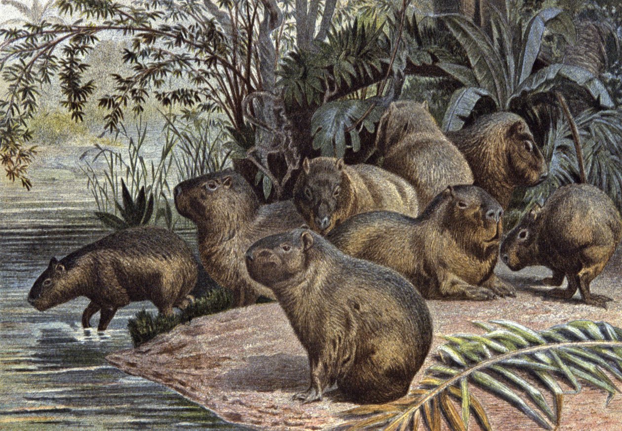 Capybaras af Wilhelm Kuhnert
