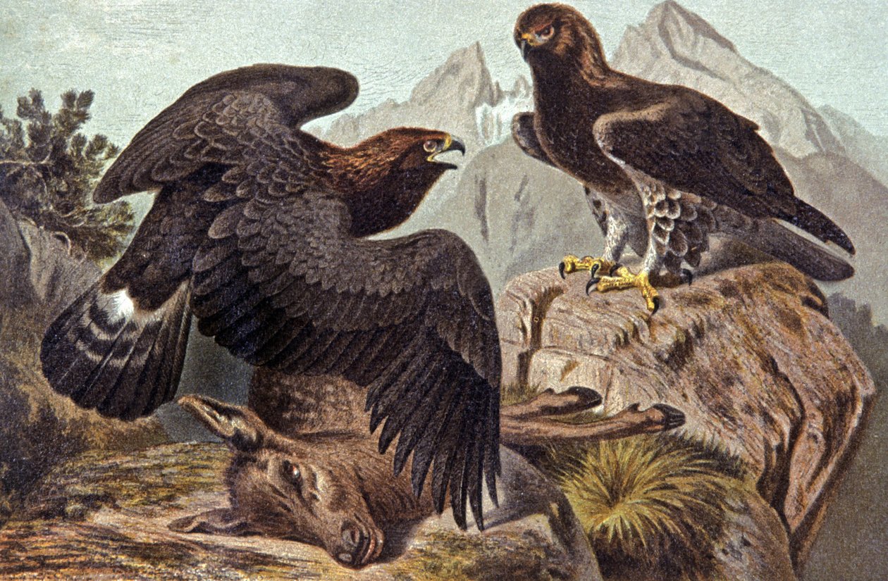 The Royal Eagle, ca. 1910 (illustration) af Wilhelm Kuhnert