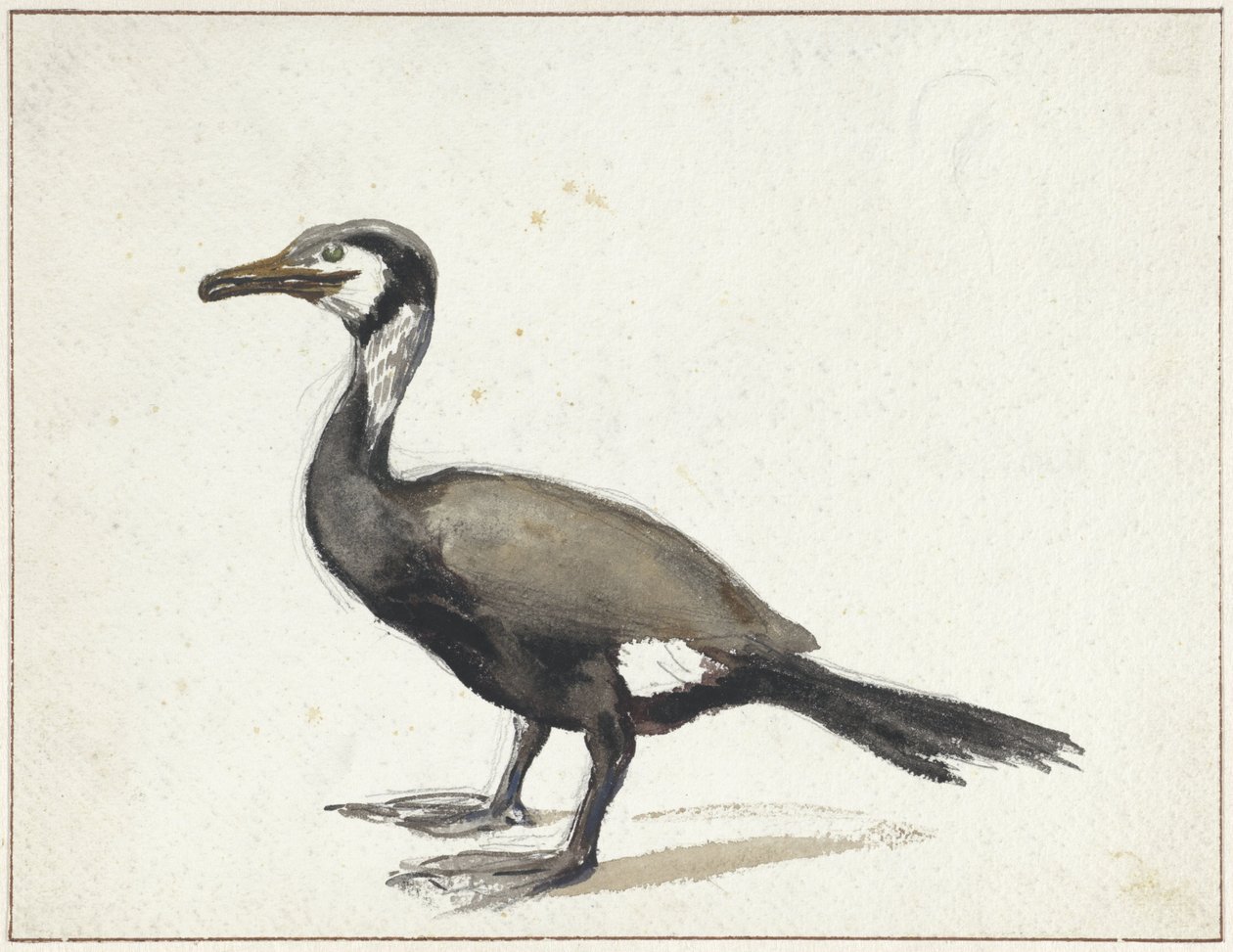 Skarv af Willem Roelofs (I)