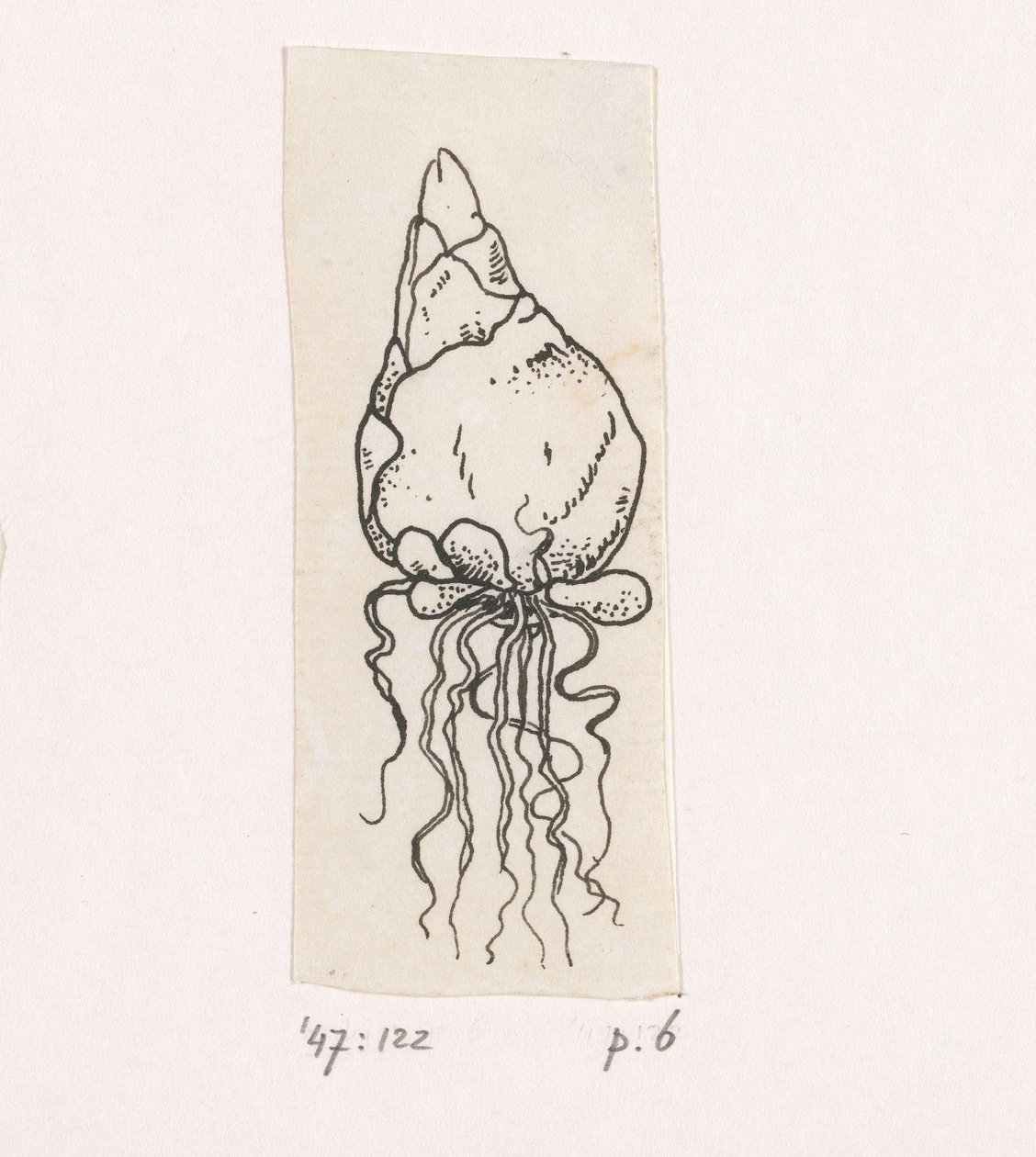 blomsterløg af Willem Wenckebach
