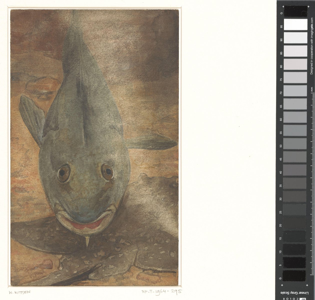 Fisk set forfra af Willem Arnoldus Witsen