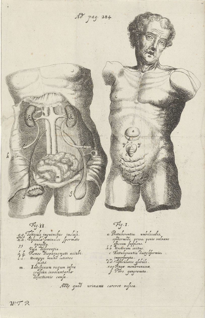 Anatomisk undersøgelse af to skrog af Willem ten Rhijne