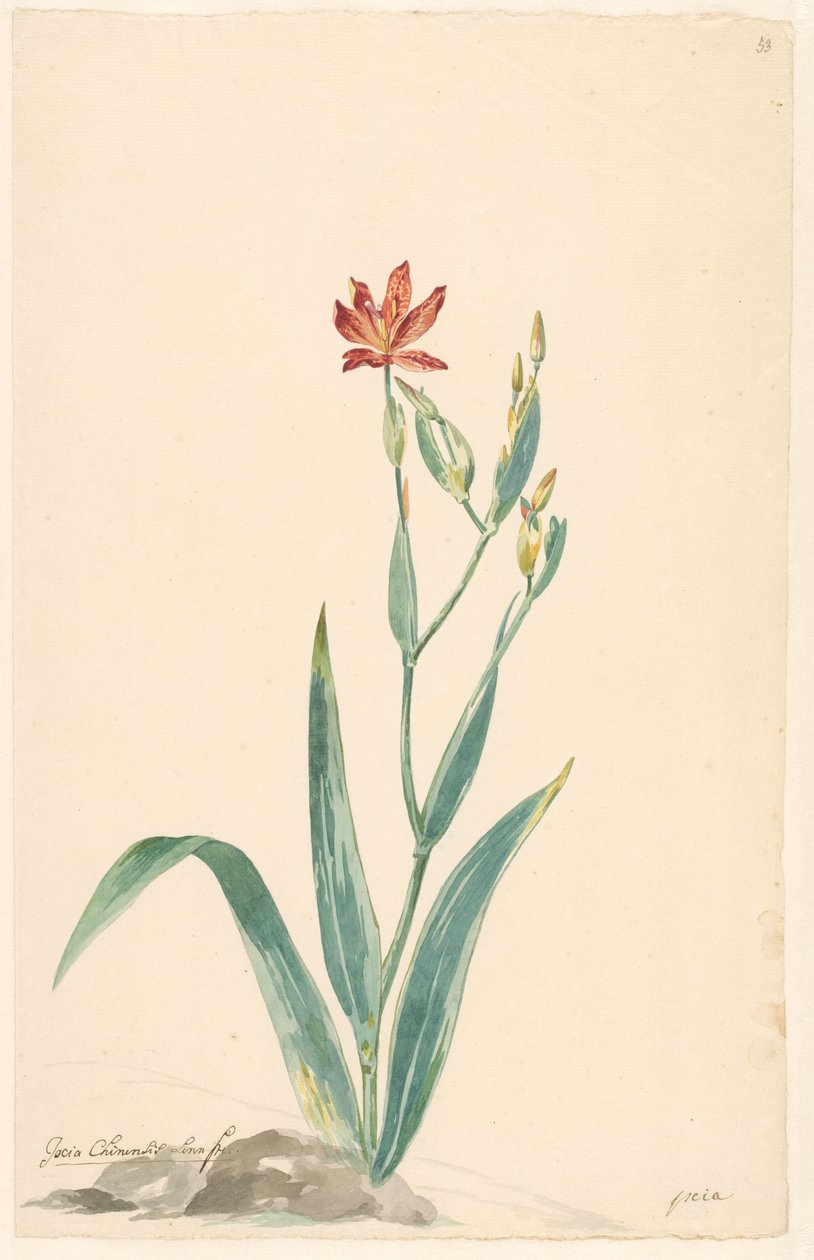 Leopardblomst i et landskab af Willem van Leen (attributed to)