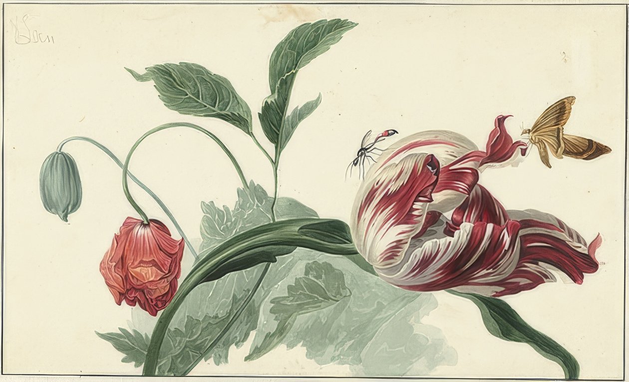 Tulipan og valmue af Willem van Leen
