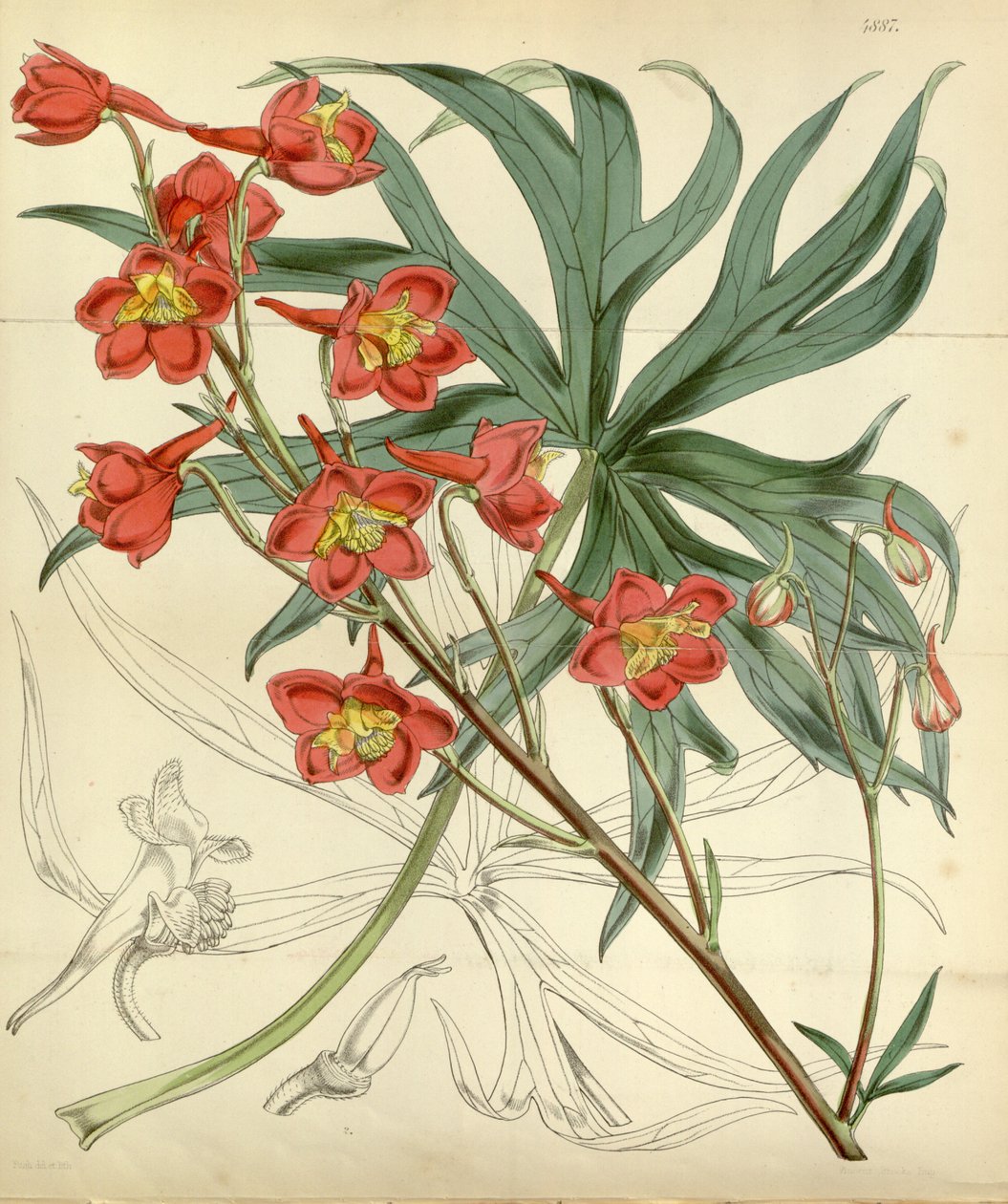 Delphinium kardinal af William Curtis