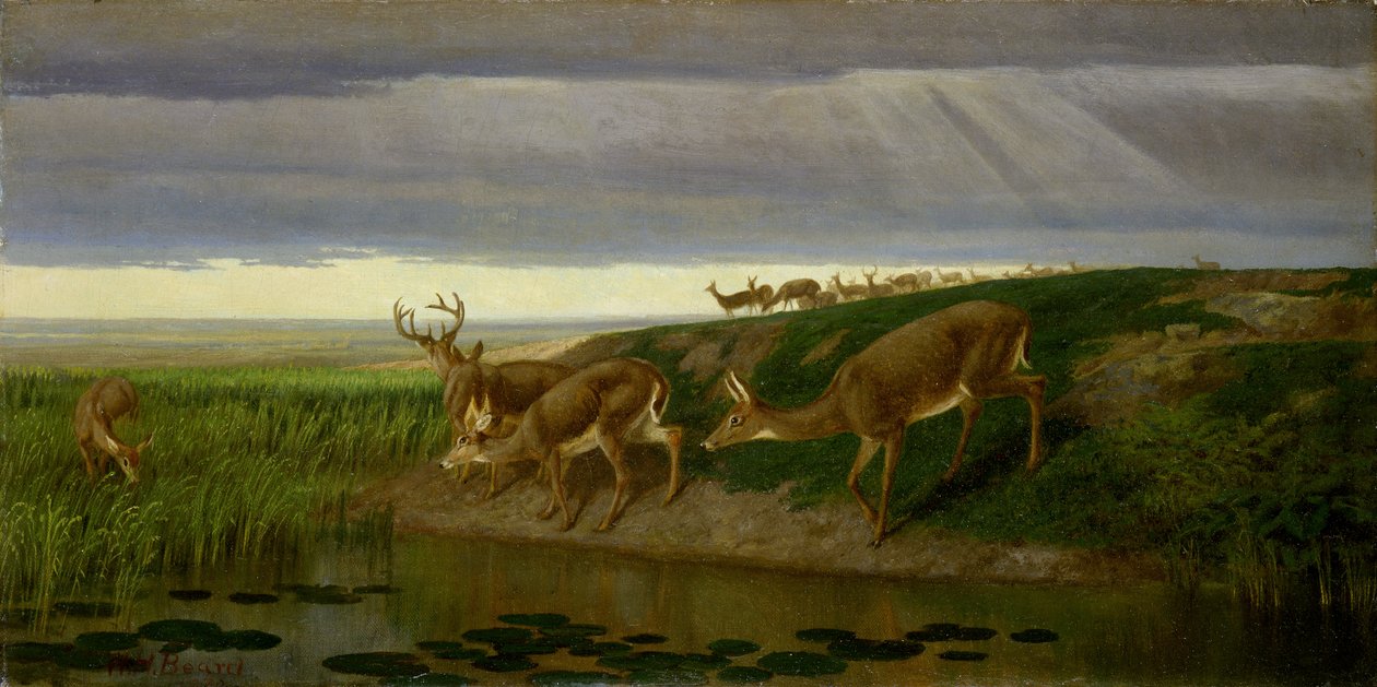 Rådyr på prærien af William Holbrook Beard