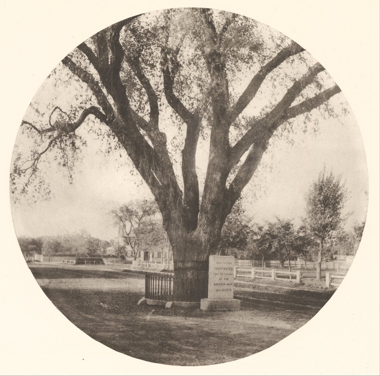 Washington Elm af William J. Stillman