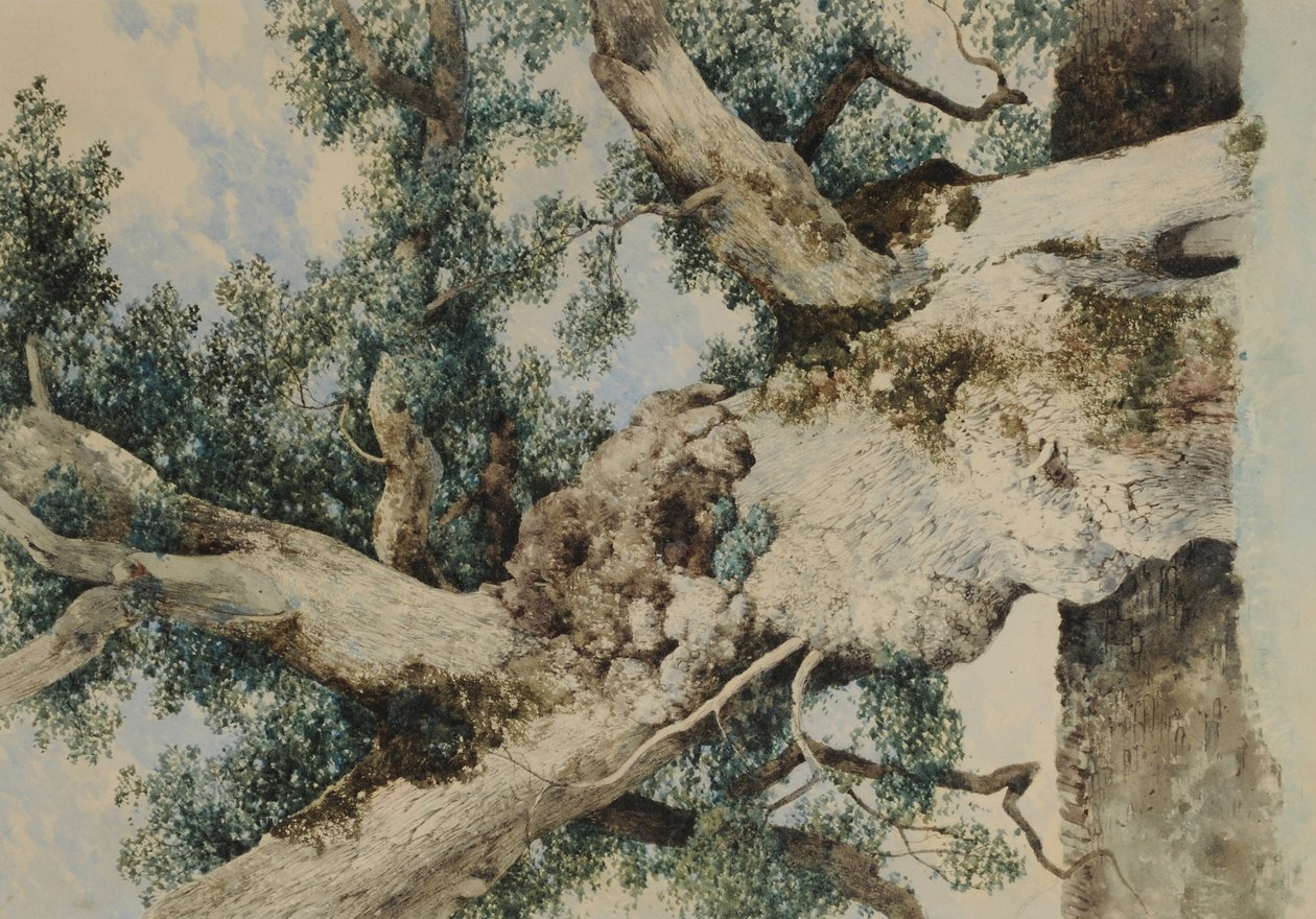 Study for Tree in The Rookery, ca. 1854 (wc på papir) af William James Blacklock