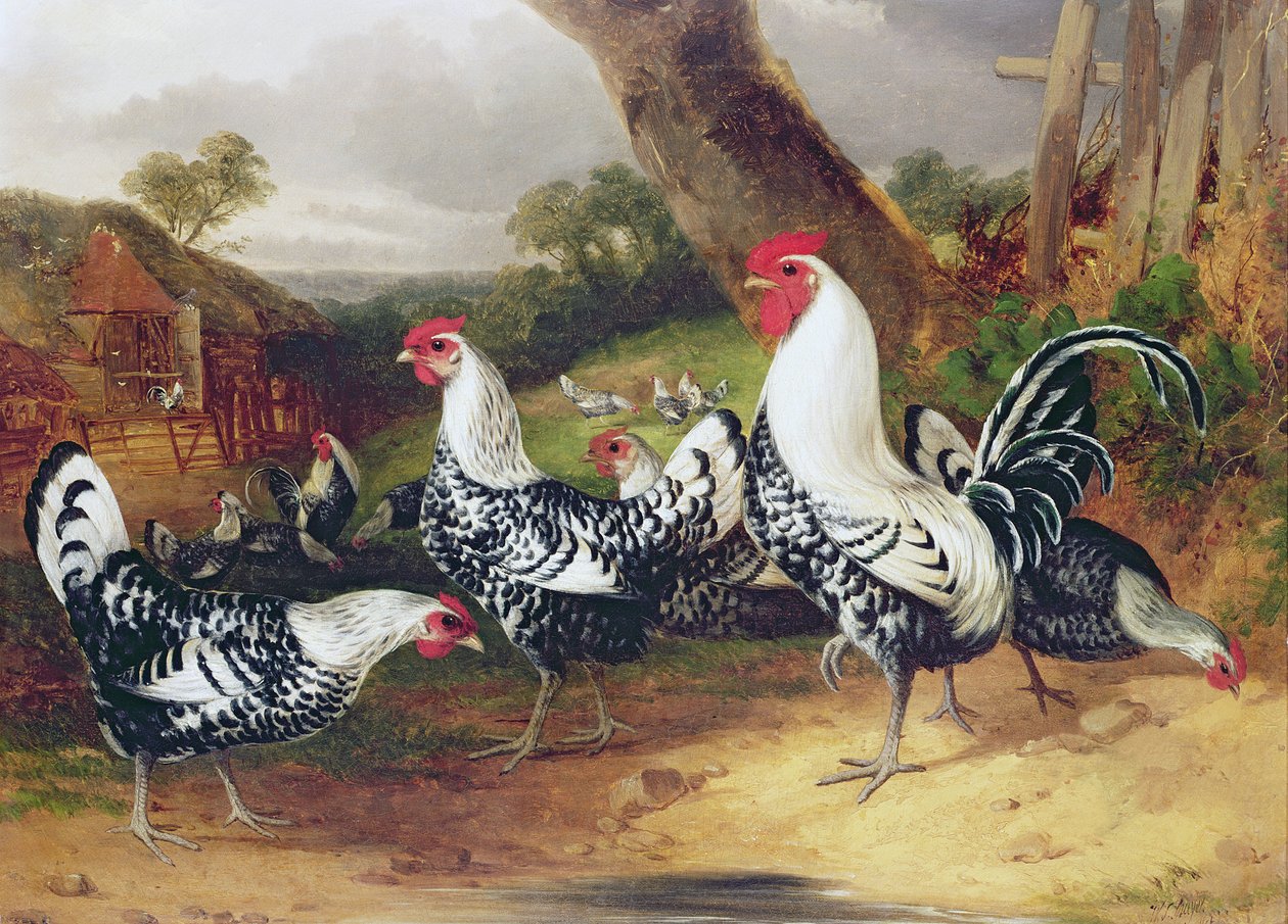 Haner i et landskab af William Joseph Shayer