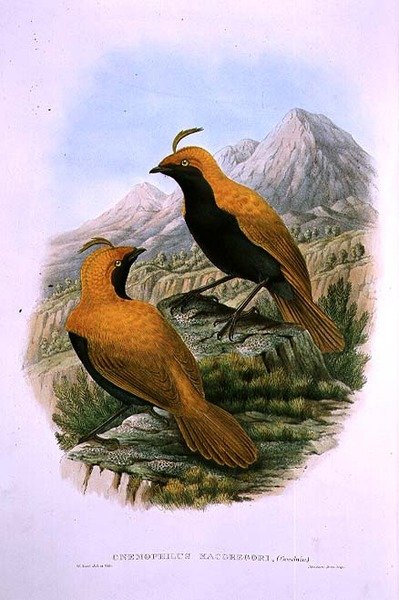 Cnemophilus Macgregorii, Sickle Crested Bird of Paradise af M. Hart