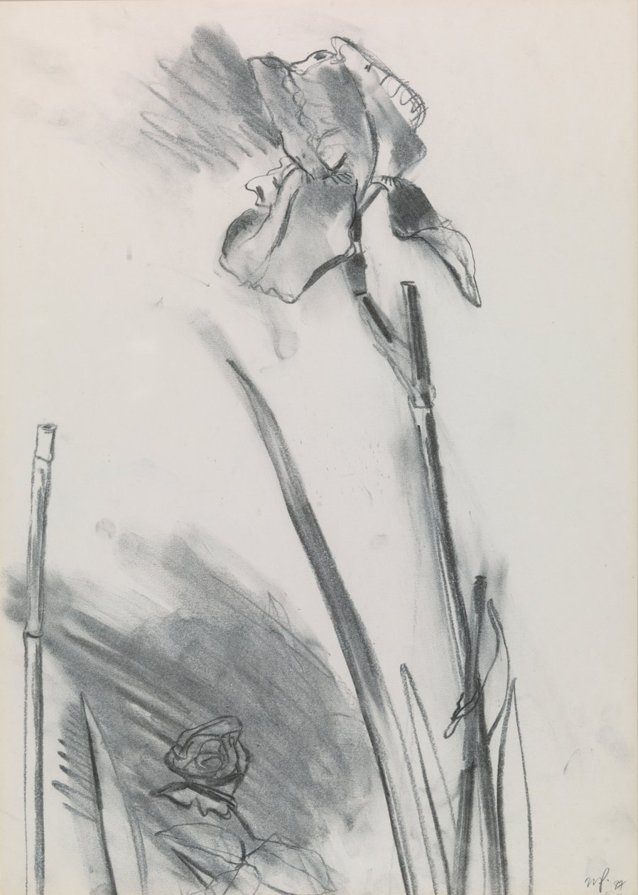 Iris 2 af William Packer