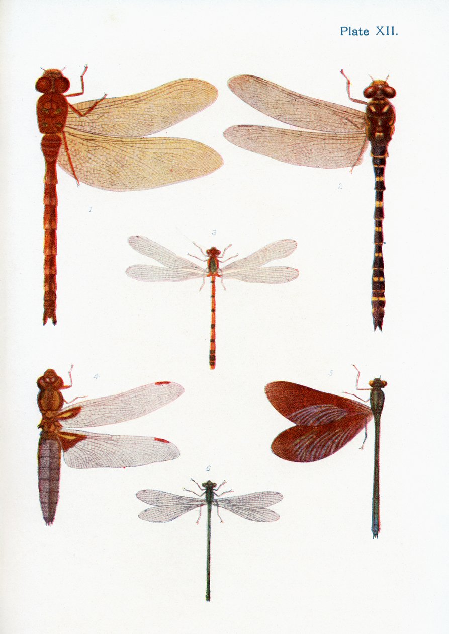 Forskellige typer guldsmede, illustration fra bogen Butterflies, Moths and Other Insects and Creatures of the Countryside, udgivet 1927 af William Samuel Furneaux