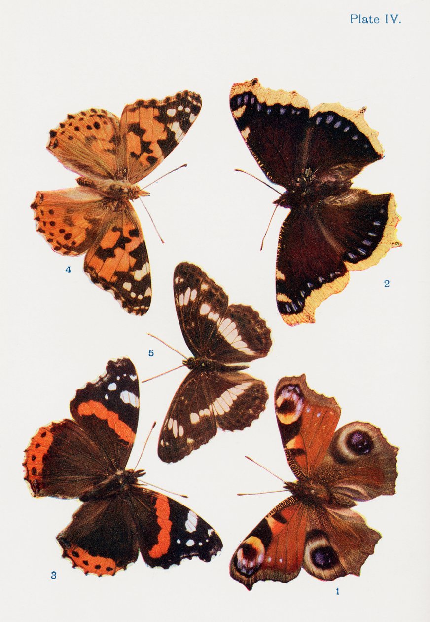 Forskellige typer sommerfugle, illustration fra bogen Butterflies, Moths and Other Insects and Creatures of the Countryside, udgivet 1927 af William Samuel Furneaux