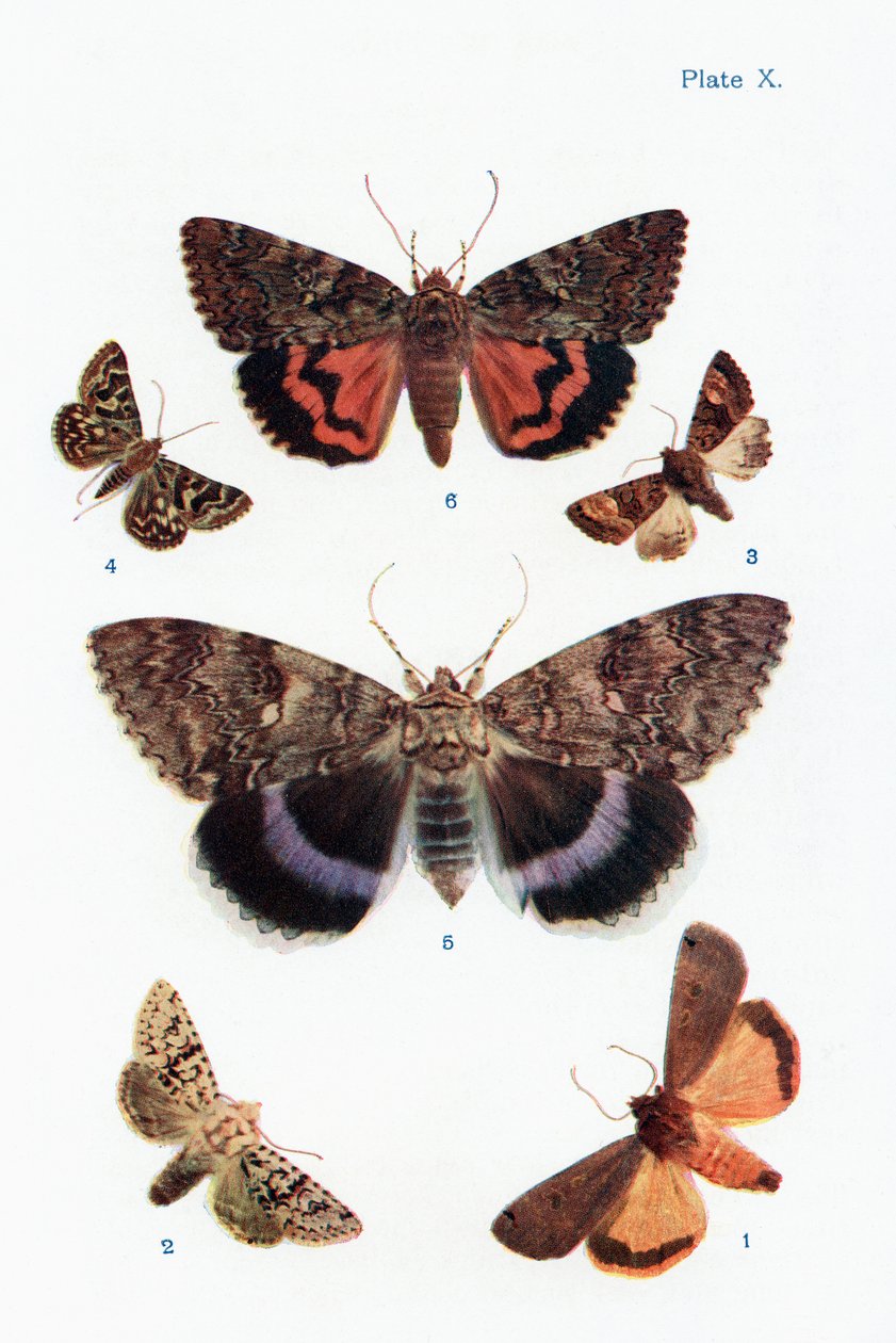 Forskellige typer møl, illustration fra bogen Butterflies, Moths and Other Insects and Creatures of the Countryside, udgivet 1927 af William Samuel Furneaux
