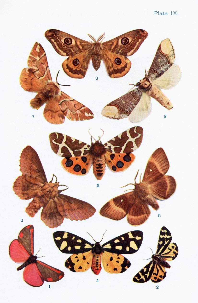 Forskellige typer møl, illustration fra bogen Butterflies, Moths and Other Insects and Creatures of the Countryside, udgivet 1927 af William Samuel Furneaux