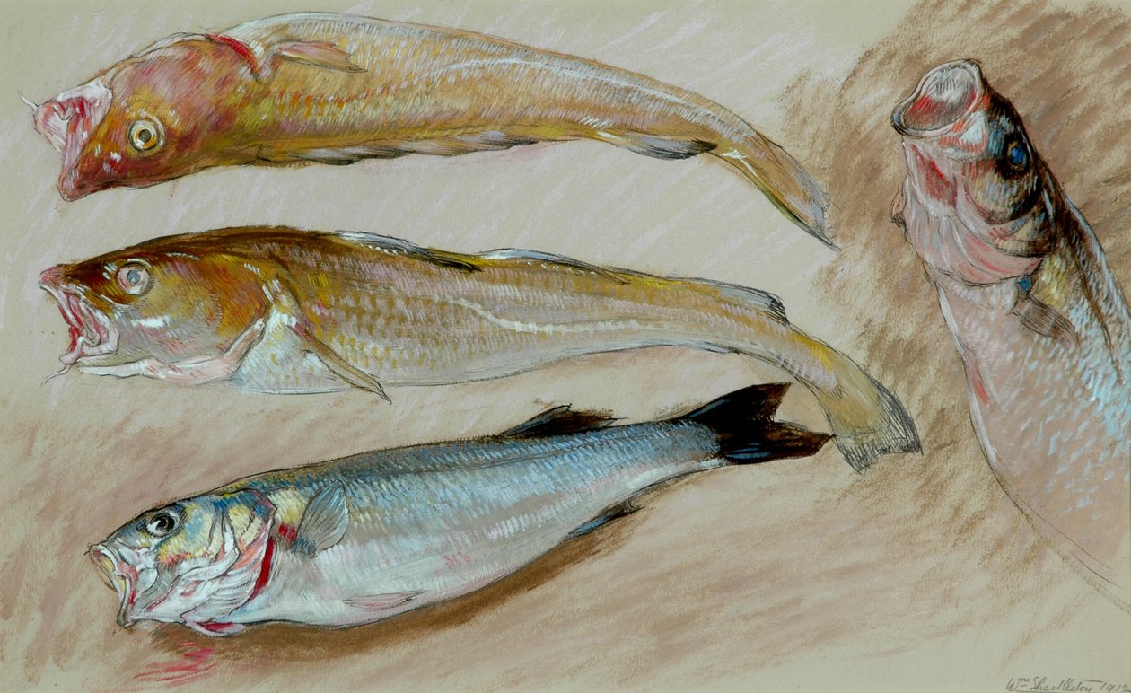 Studie af fire fisk til "The Mackerel Nets", 1912 (olie på papir) af William Shackleton