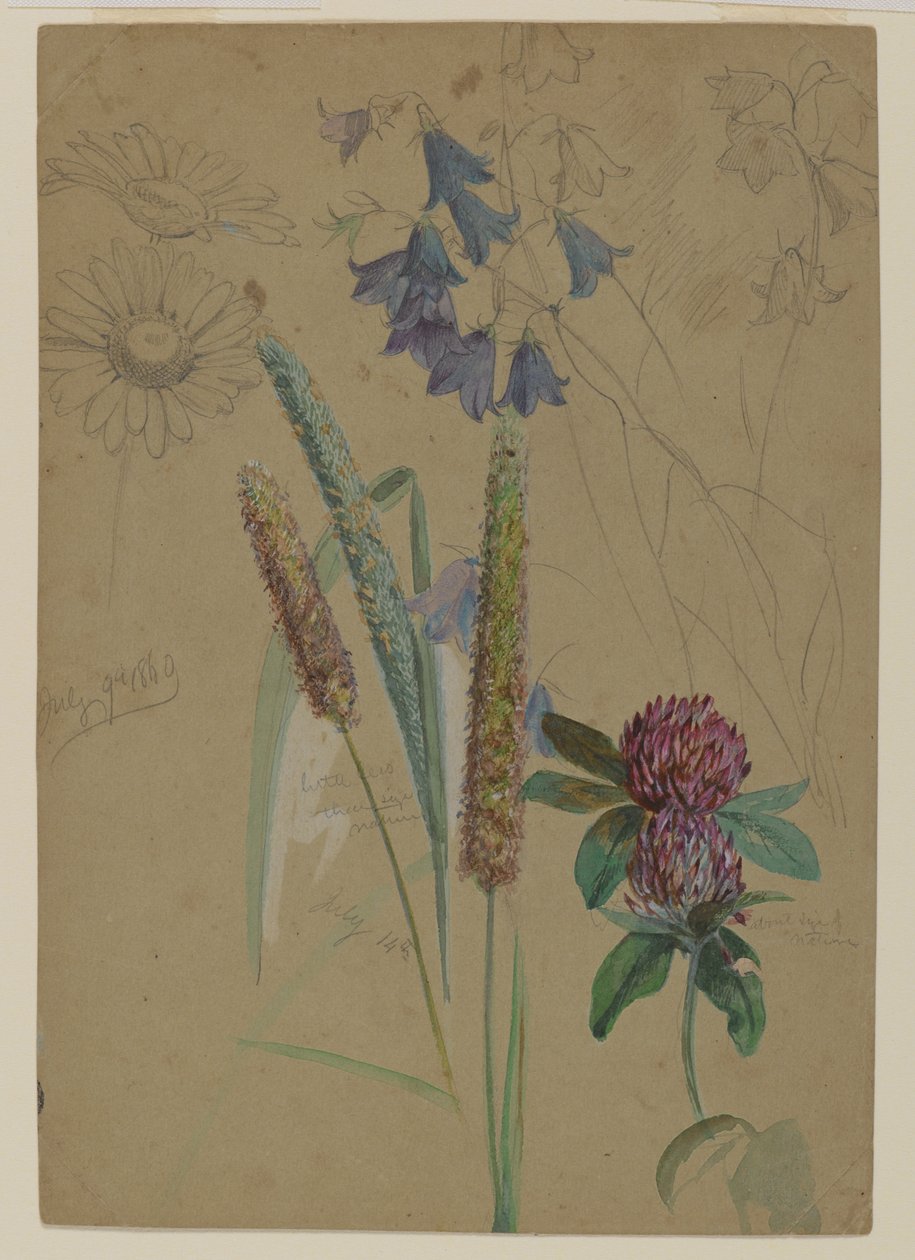 Blomsterstudie, 1860 (grafit & wc på papir) af William Trost Richards