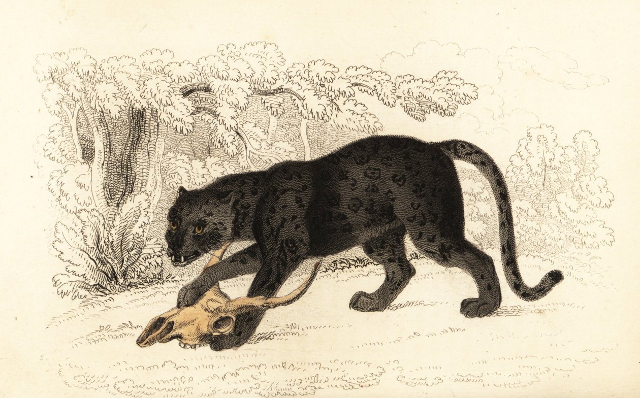 Sort jaguar, Fanthera pardus., 1834 (gravering) af William Alexander Forbes