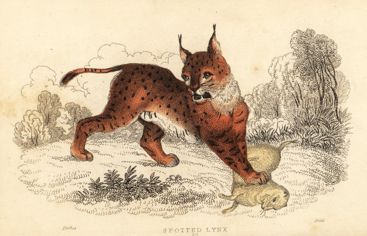 Eurasisk los, Lynx los., 1834 (gravering) af William Alexander Forbes