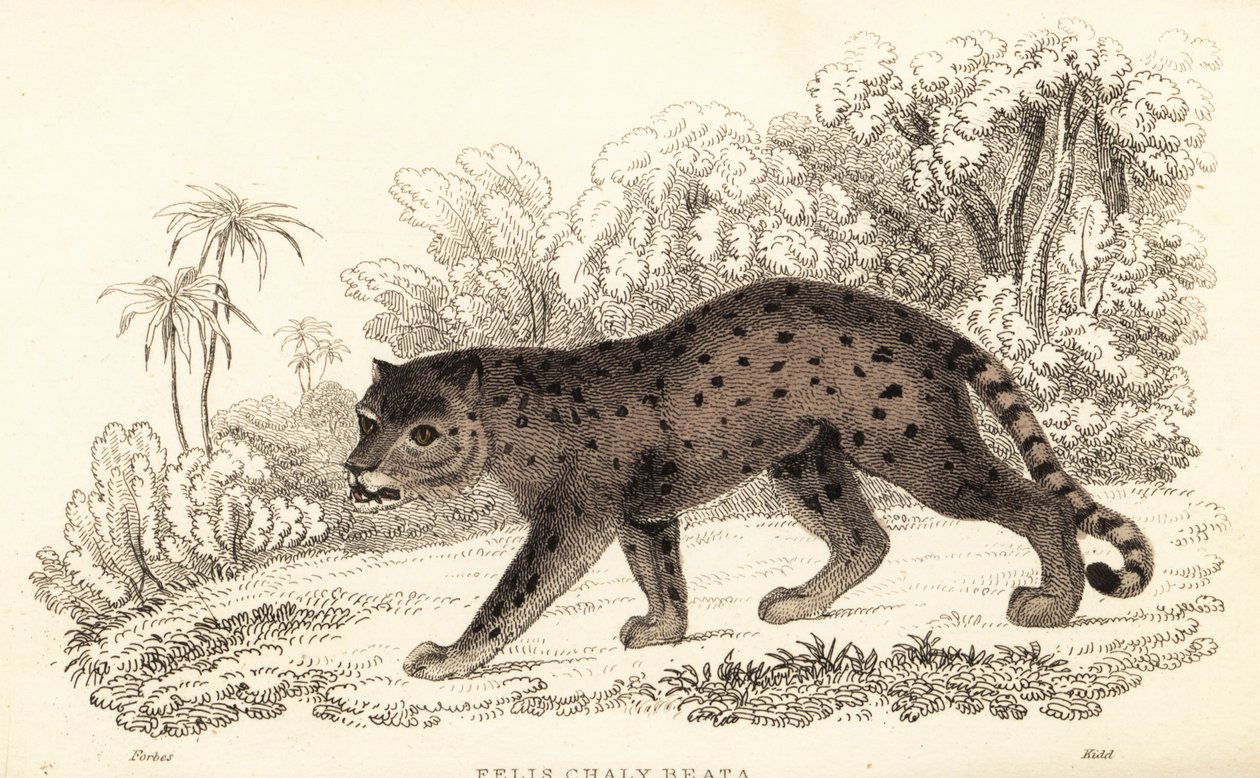 Jaguarandi, puma respekterer., 1834 (Engaraving) af William Alexander Forbes