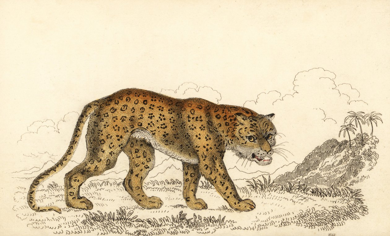 Leopard, Panthera pardus, sårbar., 1834 (gravering) af William Alexander Forbes