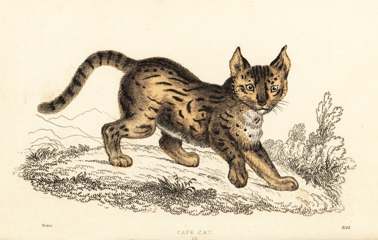 Serval, Leptailurus serval., 1834 (gravering) af William Alexander Forbes
