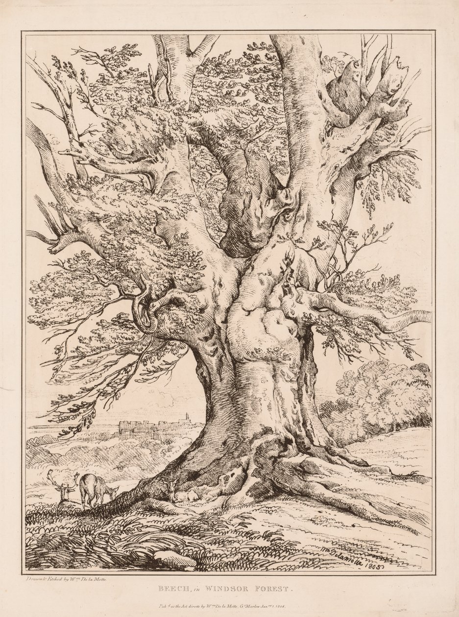 Bøg i Windsor Forest af William Alfred Delamotte