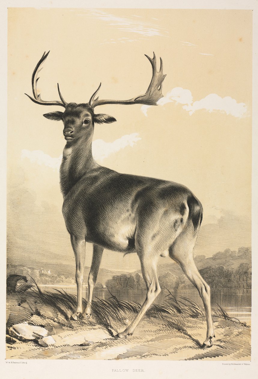 Dådyr af William Barraud