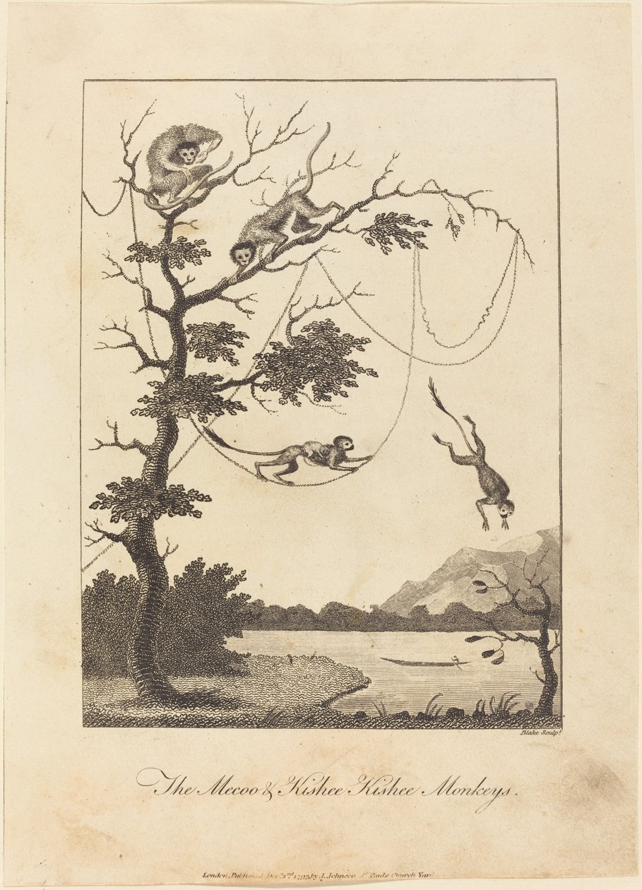 The Mecoo & Kisbee Kishee Monkeys, 1793. af William Blake