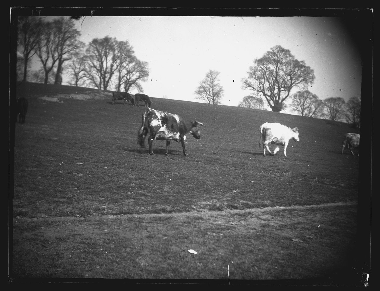 Quarry Field, Rumney, Cardiff, 1892. af William Booth