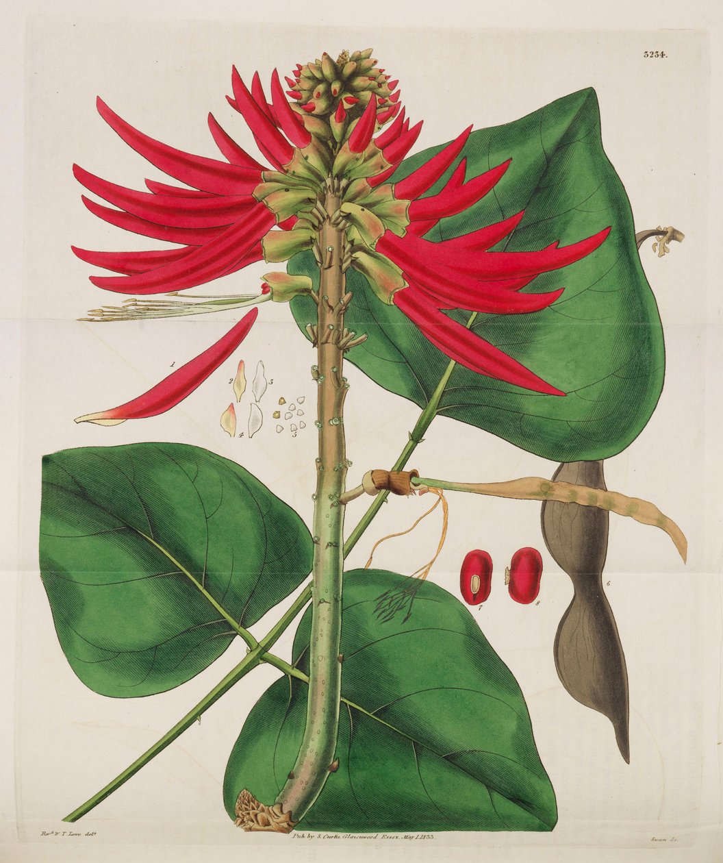 Botanisk Tidsskrift, 1787-1833. af William Curtis