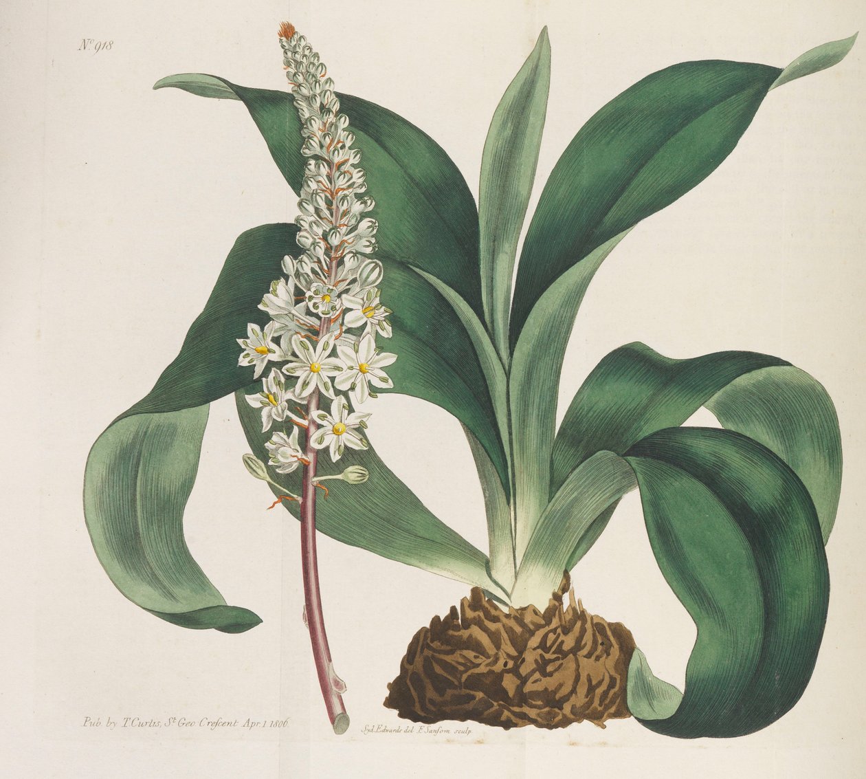 Botanisk Tidsskrift, 1787-1833. af William Curtis