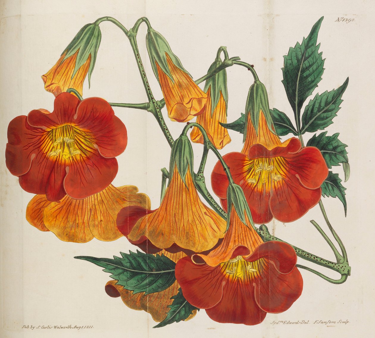 Botanisk Tidsskrift, 1787-1833. af William Curtis