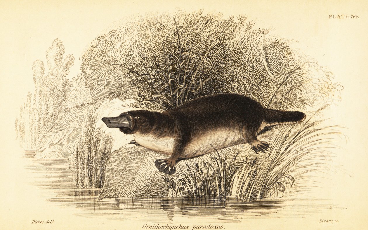 Platypus, Ornithorhynchus anatinus., 1841 (gravering) af William Dickes