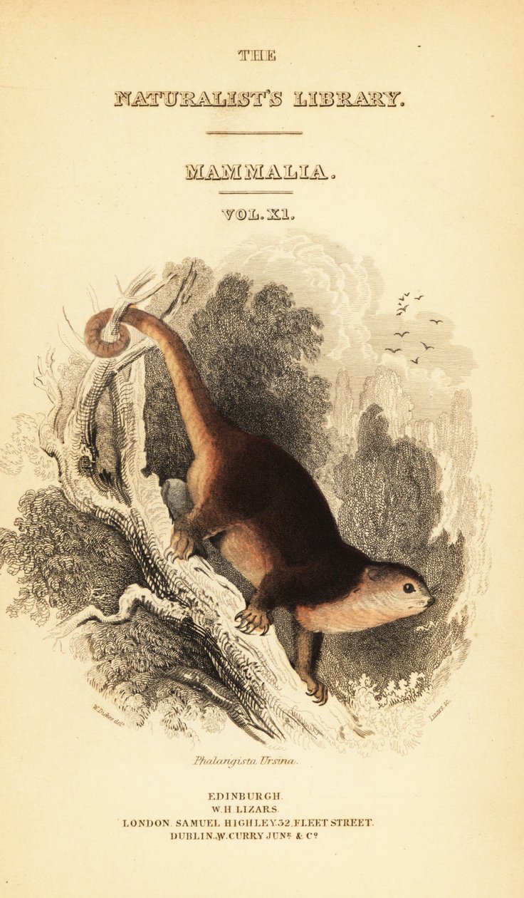 Sulawesi bjørn cuscus, Ailurops ursinus. ,1841 (gravering) af William Dickes