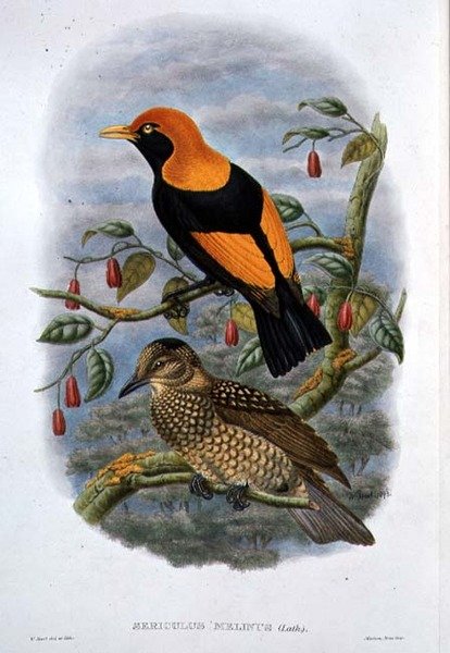 Sericulus Melinus (farve litho) af William Hart
